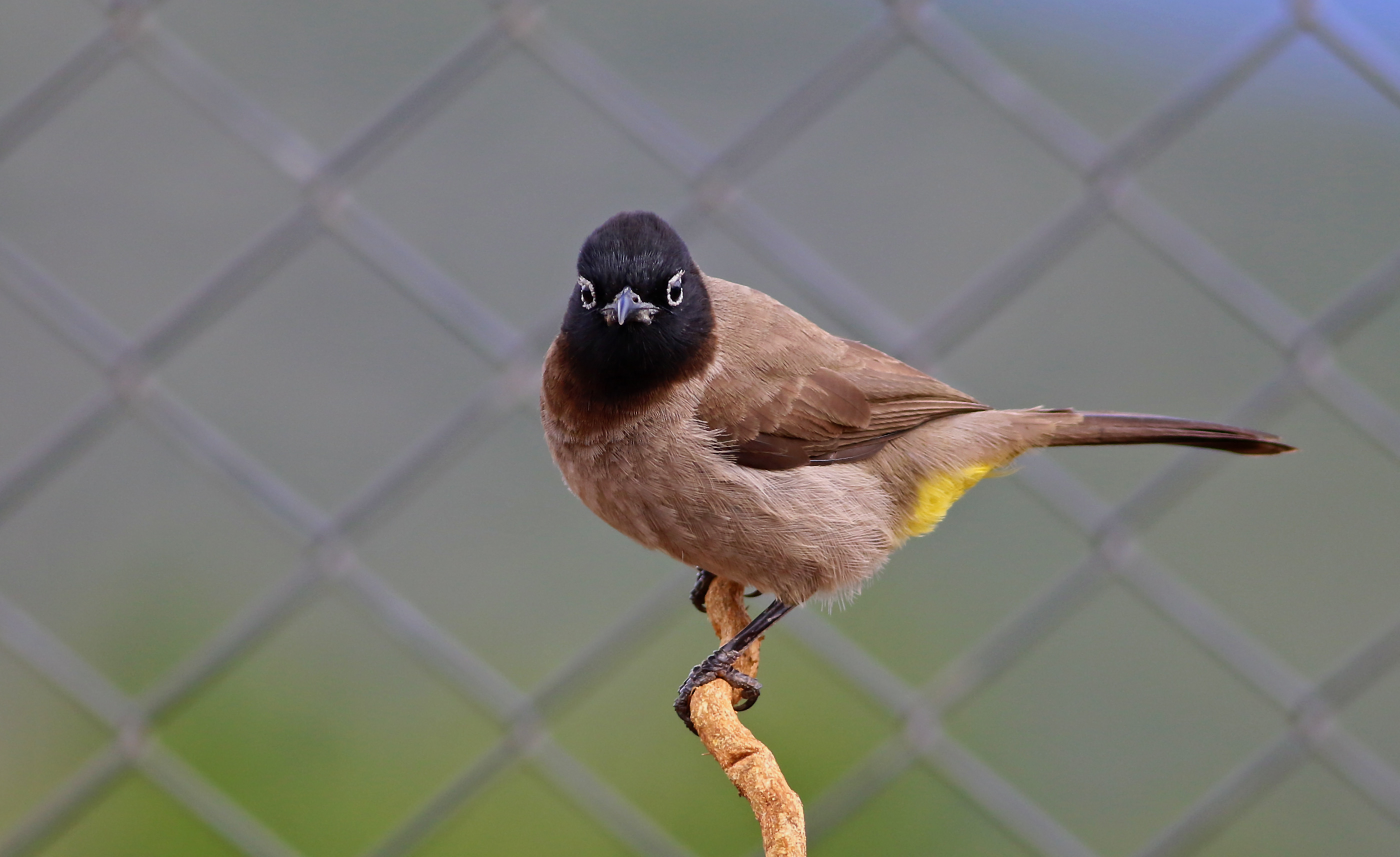 White-spectacled Bulbul